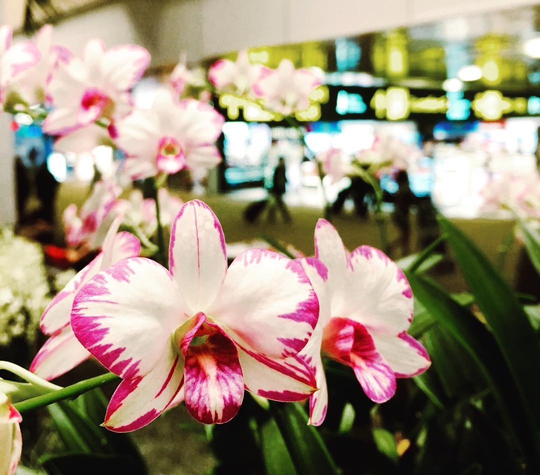Orchid Garden at Changi Airport, Terminal 2 Transit Area